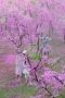 Nonton Film The Legend of the Condor Heroes Season 1 Episode 29 Terbaru